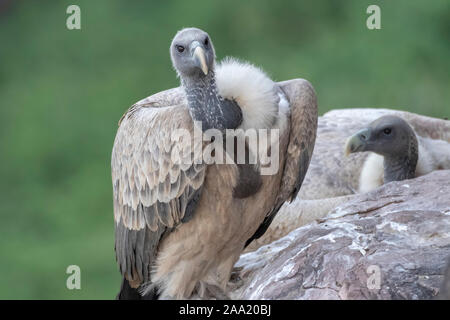 Indische Geier in natürlichen Lebensräumen Stockfoto