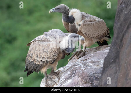 Indische Geier in natürlichen Lebensräumen Stockfoto