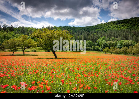 Nussbäume in einem Feld von wilden roten Mohnblumen Stockfoto