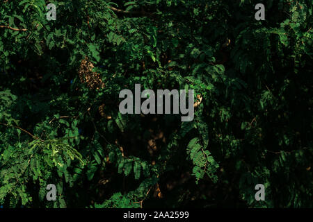 Tamarinde und Blatt am Baum. Raw tamarind Früchte hängen an der Tamarind Tree im Garten mit natürlichen Hintergrund. Stockfoto