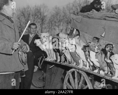 Hundetrainer mit seinen Hunden. Die italienische Rodolfo war berühmt Hundetrainer und ist hier abgebildet mit seinen zwölf Hunde sitzen in einer Reihe. Rodolfo war zuvor ein Zirkus Eigentümer aber in dieser Zeit 1949 hatte er nur seine Hunde Links. Rom Italien 1949 Stockfoto