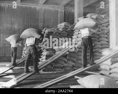 Arbeitnehmer bei den Docks. Männer entladen und Aufbewahrung Säcke Kaffee in ein Lager in Göteborg Schweden in den 40er Jahren. Stockfoto