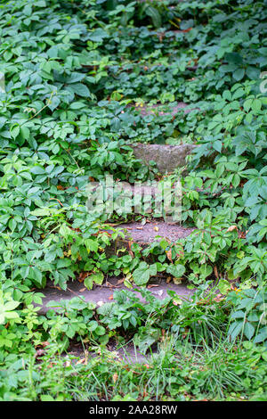 Vertikale alte Schritte überwachsen mit Laub. verlassenen Gegend Stockfoto