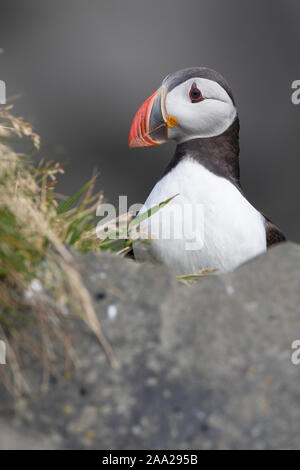 Papageitaucher, Papageientaucher, Papagei-Taucher, Fratercula arctica, Papageitaucher, Papageientaucher, gemeinsame Papageitaucher, Le Macareux Moine, Vogelfels, Vogelfels Stockfoto