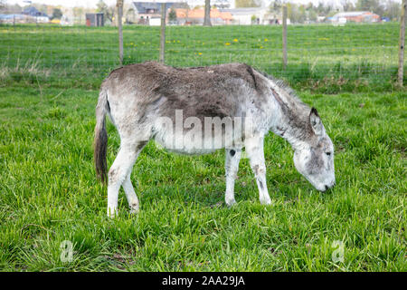 Esel auf der Weide frisst Gras Stockfoto