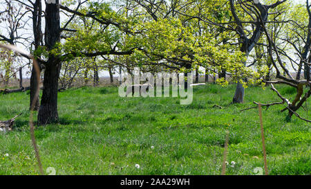 Grauer Wolf Spaziergänge auf dem Rasen im Nationalpark Hortobágy in Ungarn Stockfoto