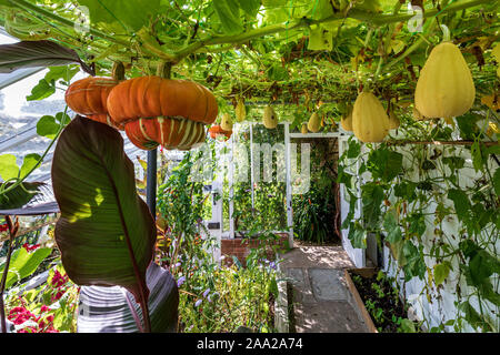 Squash in den Gewächshäusern. Forde Abbey, Dorset, England, UK. Eine ehemalige Zisterzienserabtei und einem denkmalgeschützten Gebäude. Stockfoto