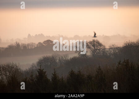 Einen kalten und nebligen Morgen über Burton Dassett Hills Country Park in Warwickshire. Stockfoto