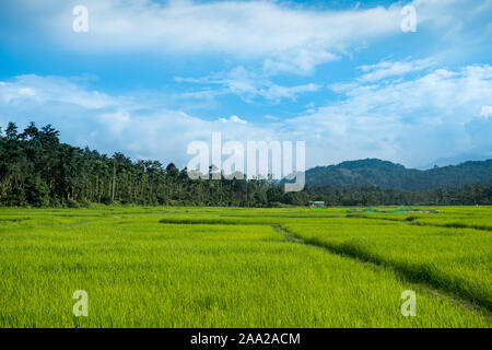 Üppig grüne Kerala gewässert Reisfeld, Nahaufnahme, mit Blick auf die umliegende Natur. Reis ist die wichtigste landwirtschaftliche Ressourcen der Region Stockfoto
