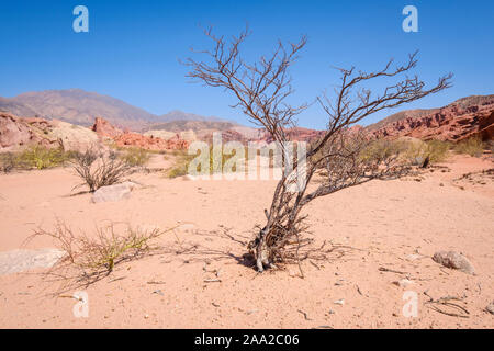 Bush in Los Colorados Bereich in der Quebrada de las Conchas, Cafayate, Argentinien Stockfoto