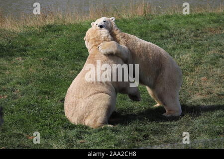 Eisbären, Nobby & Nissan, Spielen & Umarmen (Ursus maritimus) Stockfoto