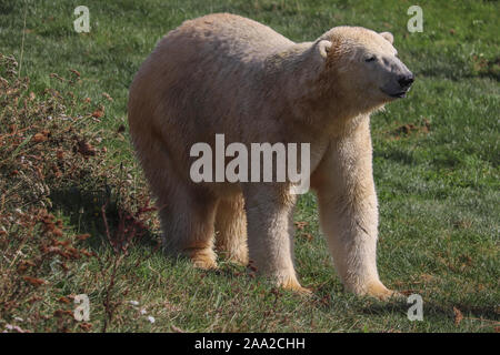 Männliche Eisbären, Nobby, bei Yorkshire Wildlife Park (Ursus maritimus) Stockfoto