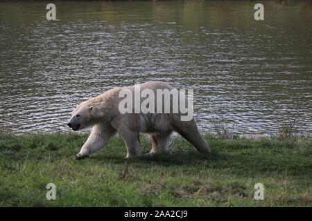 Männliche Eisbären, Pixel, bei Yorkshire Wildlife Park (Ursus maritimus) Stockfoto