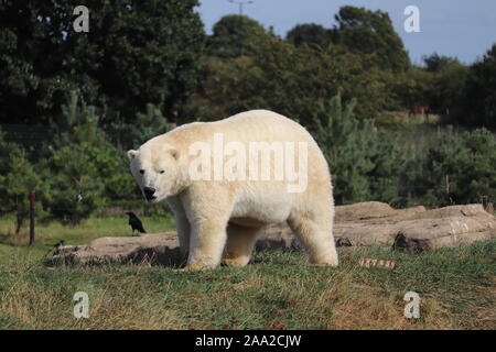 Männliche Eisbären, Nissan, bei Yorkshire Wildlife Park (Ursus maritimus) Stockfoto