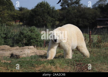 Männliche Eisbären, Nissan, bei Yorkshire Wildlife Park (Ursus maritimus) Stockfoto