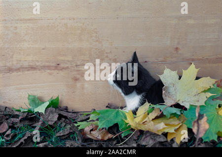 Schwarze und weiße Katze mit Herbst Blätter über holzbrett Hintergrund Stockfoto