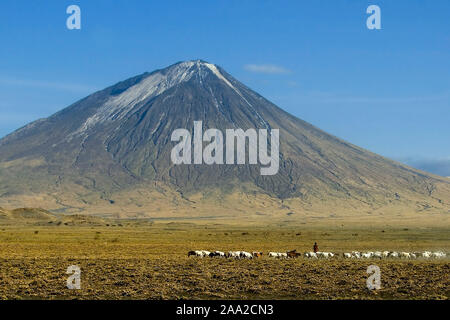 Der Heilige Berg - "Berg Gottes" - Ol Doinyo Lengai am Lake Natron, Norden von Tansania.  Im Vordergrund steht ein Maasai-Shepard mit seinem Vieh. Stockfoto