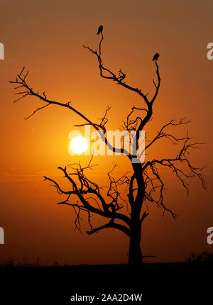 Ein Alter Baum mit Raubvögeln auf der Savanne im Maasai Mara, Kenia, wie gegen die untergehende Sonne zu sehen. Stockfoto