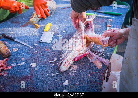 Fischer, Fische aus dem 6 Loch Teich in der Nähe von Pruhonice Prag, am 16. November 2019. Tschechische Fischer haul Teiche bis September bis November harve Stockfoto