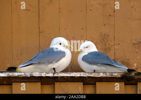 Paar schwarz-legged Kittiwake in Nusfjord, Lofoten, Norwegen im Februar 2013. Stockfoto