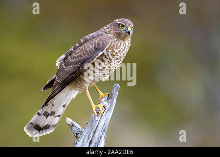 Sperber, Eurasian Sparrowhawk Accipiter Risus von Südnorwegen. Stockfoto