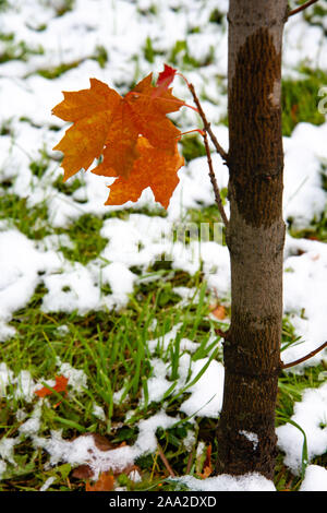 Der erste Schnee auf dem roten Ahornblätter. Schönen Zweig mit orange und gelbe Blätter im späten Herbst oder frühen Winter unter dem Schnee. Stockfoto