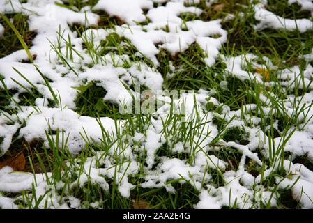 Schnee bedeckt grüne Gras. Grünes Gras unter dem Schnee. Weißer Schnee und grünes Gras Hintergrund. Gras auf einer Wiese mit Schnee bedeckt. Stockfoto
