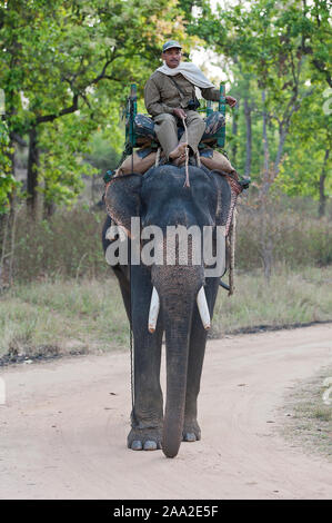 Indischer Mahut im Kanha National Park. Stockfoto