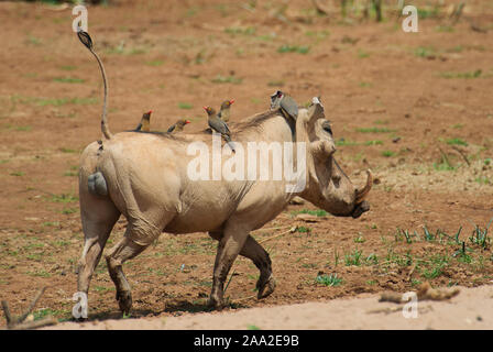 Gemeinsamen Warzenschwein (Phacochoerus Africanus) mit rot-billed Oxepeckers (Buphagus Erythrorhynchus) in Samburu National Reserve, Kenia. Stockfoto