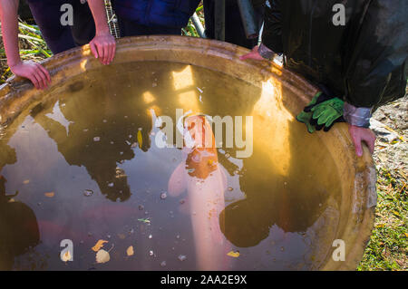 Fischer, Fische aus dem 6 Loch Teich in der Nähe von Pruhonice Prag, am 16. November 2019. Tschechische Fischer haul Teiche bis September bis November harve Stockfoto