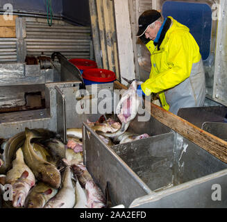 Die heutige Fang von Kabeljau ist an Bord geschlachtet. Aus Lofoten, Norwegen, Februar 2013. Stockfoto