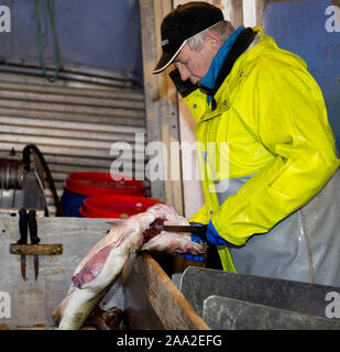 Die heutige Fang von Kabeljau ist an Bord geschlachtet. Aus Lofoten, Norwegen, Februar 2013. Stockfoto