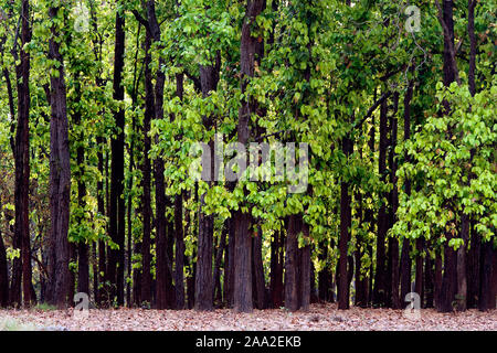 Dens Wald von Sal (Shorea Robusta) in Kanha National Park, Indien. Stockfoto