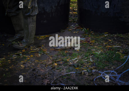 Fischer, Fische aus dem 6 Loch Teich in der Nähe von Pruhonice Prag, am 16. November 2019. Tschechische Fischer haul Teiche bis September bis November harve Stockfoto