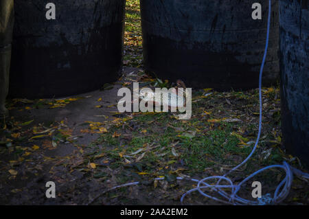 Fischer, Fische aus dem 6 Loch Teich in der Nähe von Pruhonice Prag, am 16. November 2019. Tschechische Fischer haul Teiche bis September bis November harve Stockfoto