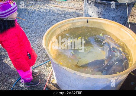 Fischer, Fische aus dem 6 Loch Teich in der Nähe von Pruhonice Prag, am 16. November 2019. Tschechische Fischer haul Teiche bis September bis November harve Stockfoto