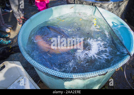 Fischer, Fische aus dem 6 Loch Teich in der Nähe von Pruhonice Prag, am 16. November 2019. Tschechische Fischer haul Teiche bis September bis November harve Stockfoto