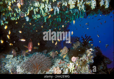 Lage-Unterwasser-Höhle bei "Latheef Riff, Kuredu auf den Malediven.  Die Höhle ist voll von Weichkorallen und Fischen. Stockfoto