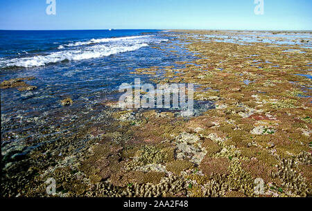 Die äußeren Riff-flach und Riff-Flanke am Heron Island, Soutrhern Great Barrier Reef, Australien Stockfoto