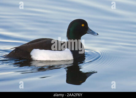 Reiherenten (Aythya Fuligula), Männchen Stockfoto