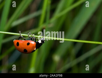 Seven-Spot Ladybird, Coccinella Trommler Stockfoto