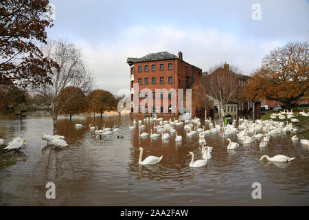 Schwäne auf dem überfluteten Fluss Severn in Worcester, Stadtzentrum, Worcestershire, England, UK. Stockfoto