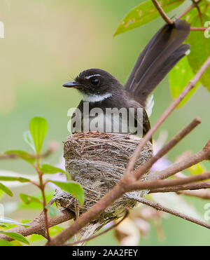 Malaysische Trauerschnäpper Pfauentaube (Rhipidura Javanica) nisten in Danum Valley, Sabah, Borneo. Stockfoto