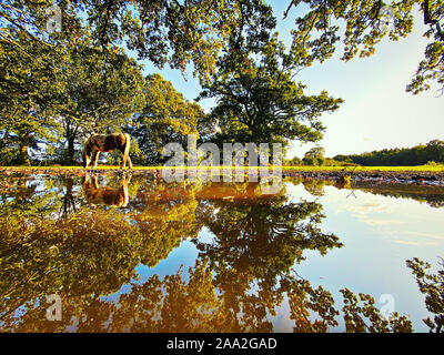 Pferd stehend durch eine Pfütze Beweidung, Swallowfield, Berkshire, England, Vereinigtes Königreich Stockfoto