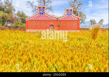 Sorghum auf kinmen, Taiwan mit einem traditionellen Tempel Stockfoto