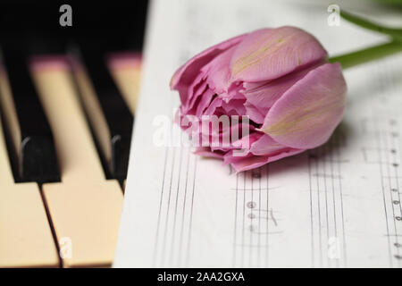 Rosa Tulpe Blume am Piano keys, romantische Inspiration Hintergrund Stockfoto