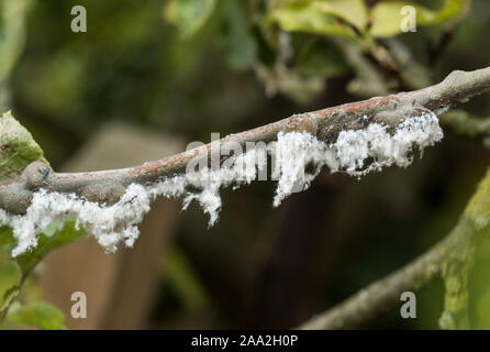 Die klebrige Watte wie Zeichen der Woolly gegen Blattläuse Befall auf einem Apfelbaum. Stockfoto