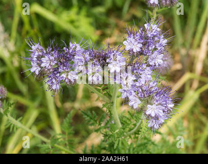 Scorpion Weed - Phacelia tanacetifolia alias lacy phacelia, blue tansy oder purple tansy. Diese Pflanze wird in der Kräutermedizin verwendet, um Fieber zu behandeln. Stockfoto