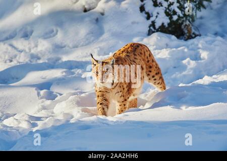 Eurasischen Luchs (Lynx lynx) im Winter, Captive, Nationalpark Bayerischer Wald, Bayern, Deutschland, Europa Stockfoto