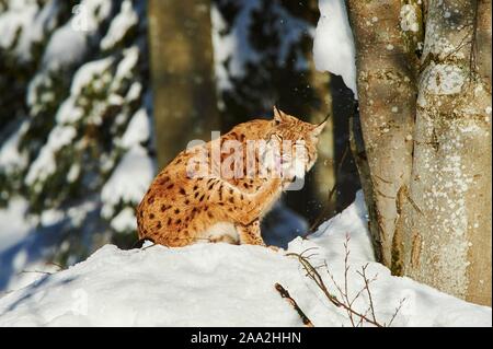 Eurasischen Luchs (Lynx lynx) im Winter, Captive, Nationalpark Bayerischer Wald, Bayern, Deutschland, Europa Stockfoto